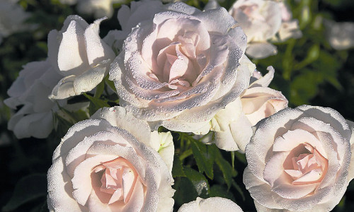Розы Тантау