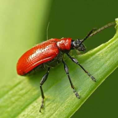 Инсекто-фунго-стимулятор (от красных жуков на лилиях) 10 мл