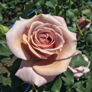 Розы Weeks