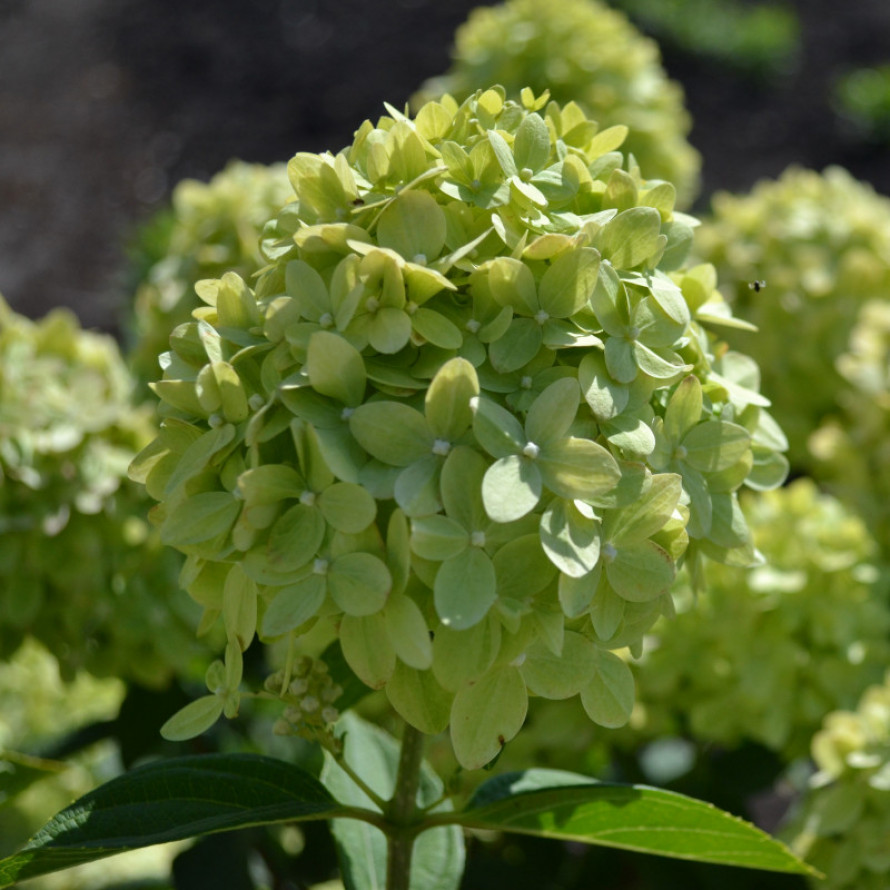 Новинки гортензий 2024. Гортензия метельчатая Гринлайт. Hydrangea paniculata Garden Light WHITELIGHT) p12.