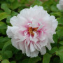 Пион Су Йинг Тао Хуа / Цветок персика, покрытый снегом Paeonia Peachblossom Covered with Snow / Xue Ying Tao Hua