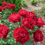 Розы Delbard