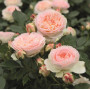 Роза Pastella  (Пастелла)  штамб 90-100 см+ крона