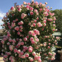 Роза Пьер де Ронсар/ Эден Розе 85 штамб 100 см+ крона