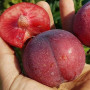Шарафуга (гибрид абрикоса х сливы х персика)
