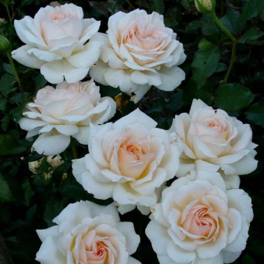 Роза Chandos Beauty (Чандос Бьюти)