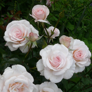 Роза The Soham Rose / Pearl Abundance (Зе Сохам Роуз / Пёрл Абанданс)