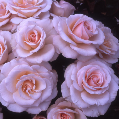 Роза Pink Abundance (Пинк Абанданс)