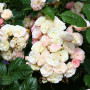 Роза Bouquet Parfait (Букет Парфе)