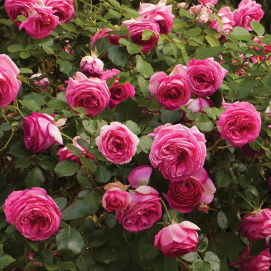 Роза Cyclamen Eden Rose / Pink Eden Rose (Пинк Эден Роз)