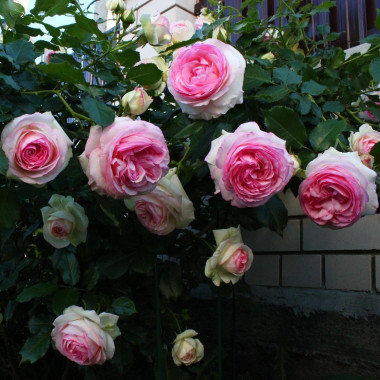 Роза Eden Rose 85 / Pierre de Ronsard (Эден Розе 85 / Пьер де Ронсар плетистая)