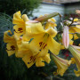 Лилия Golden Splendour (Голден Сплендор) (2 луковицы)