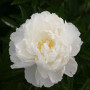 Пион Gardenia (Гардения)