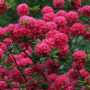 Рододендрон листопадный (Азалия)  (Homebush) Хоумбуш С5