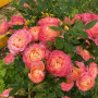 Роза Briosa (Бриоза)