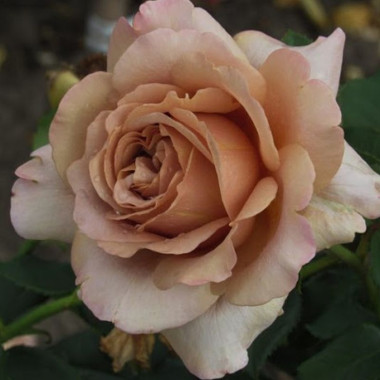 Роза Mokarosa (Мокароза)