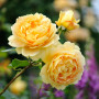 Роза Golden Celebration (Голден Селебрэйшн)