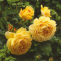 Роза Golden Celebration (Голден Селебрэйшн)