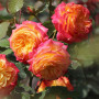 Роза Gartenspab (Гартенспасс)