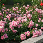 Роза Home & Garden (Хоум энд Гарден)