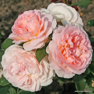 Роза Marchenzauber (Мархенцаубер)  штамб 80 см+ крона
