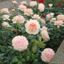 Роза Garden of Roses (Гарден оф Роузес)
