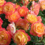 Роза Gartenspab (Гартенспасс)