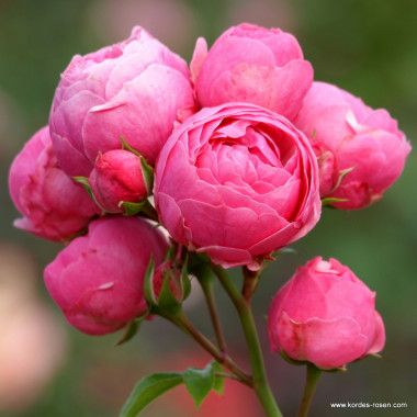 Роза Pomponella (Помпонелла)