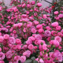 Роза Pomponella (Помпонелла)