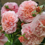 Роза Rose de Tolbiac  (Роз де Толбиак)