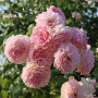Роза Rose de Tolbiac  (Роз де Толбиак)