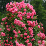 Роза Rosarium Uetersen ( Розариум Ютерсен)