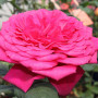 Роза Johann Wolfgang von Goethe (Иоганн Вольфганг фон Гете)