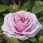 Роза Pacific Blue (Пасифик Блю)
