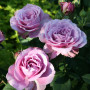 Роза Lavender Ice (Лавендер Айс)