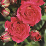 Роза Chili Clementine (Чили Клементин)