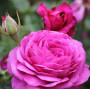 Роза Heidi Klum Rose ( Хайди Клум Розе)