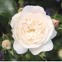 Роза Kastelruther Spatzen Rose (Кастельрутер Шпатцен)