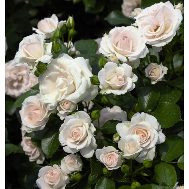 Роза Aspirin-Rose (Аспирин-Розе)  штамб 100 см+ крона