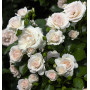 Роза Aspirin-Rose (Аспирин-Розе)