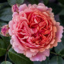 Роза Chippendale (Чиппендейл)