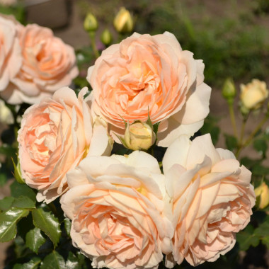 Роза Marie Antoinette (Мария Антуанетта)