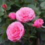 Роза Pink Babyflor (Пинк Бебифлор)
