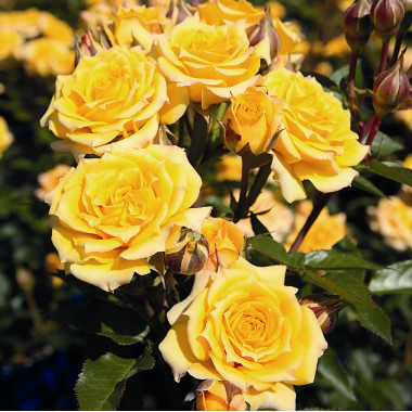 Роза Yellow Clementine  (Йеллоу Клементин)