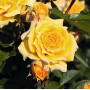 Роза Yellow Clementine  (Йеллоу Клементин)
