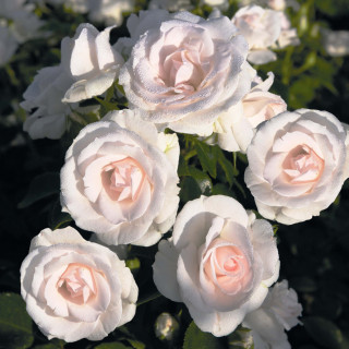 Роза Aspirin-Rose (Aspirin-Rose)