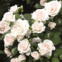 Роза Aspirin-Rose (Aspirin-Rose)
