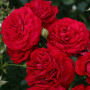 Роза Bordeaux  (Бордо)