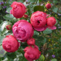 Роза Pomponella  (Помпонелла)