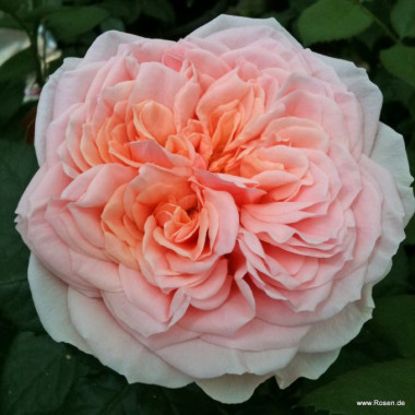 Роза Amorosa (Амороза)